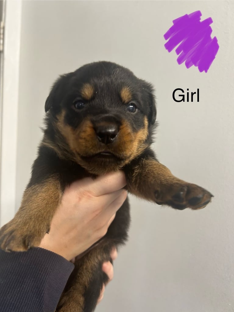 8 Rottweiler pups-4 LEFT!!