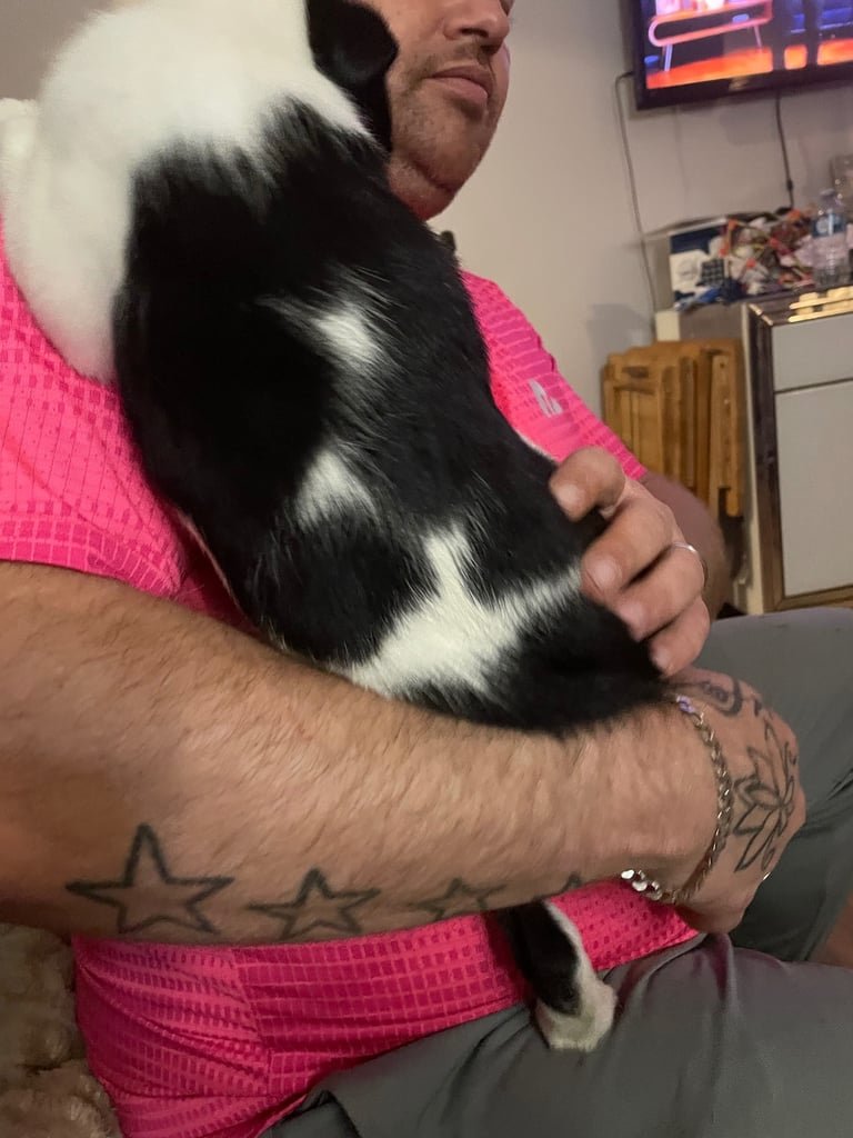 Border collie puppy’s 