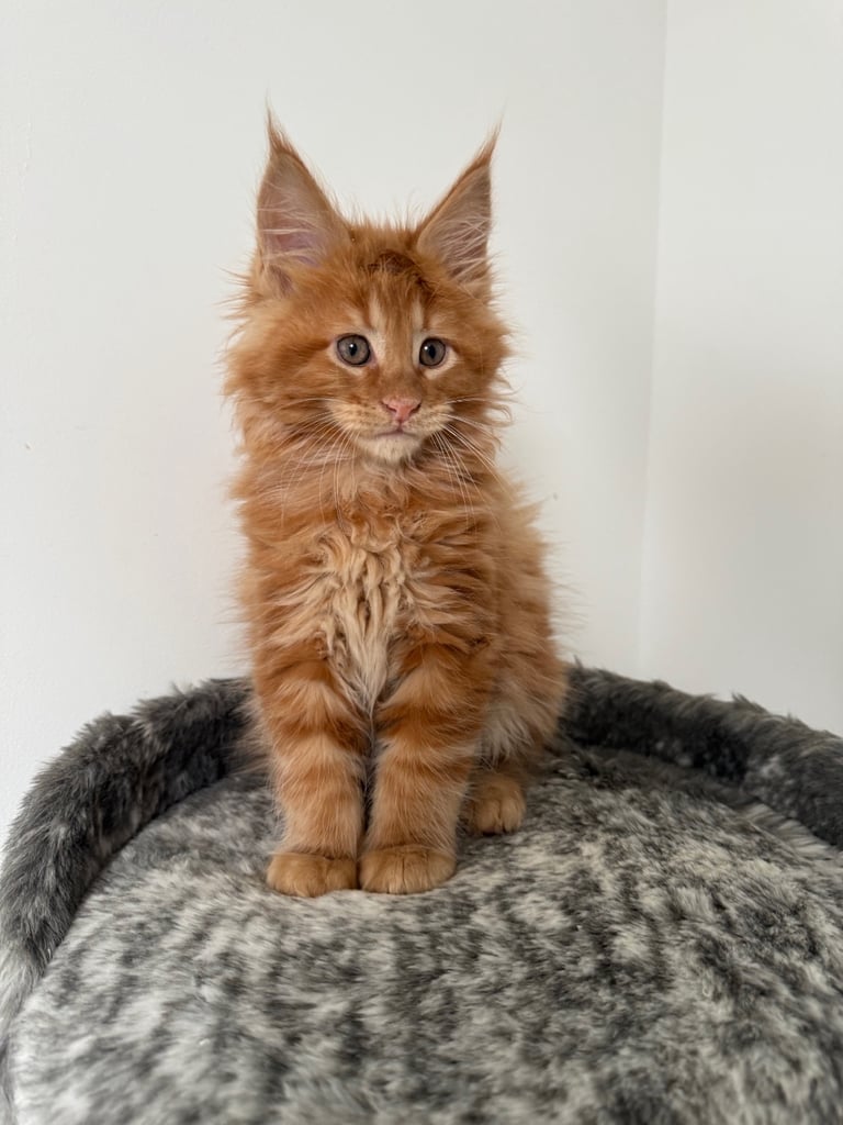  🐾 TICA registered Maine Coon Kittens 🐾