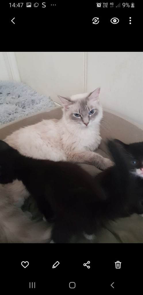 Ragdoll cross Turkish Angora kittens 