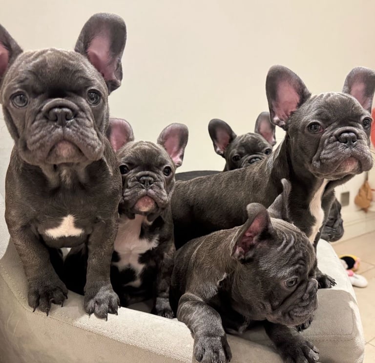 French bulldog puppies 