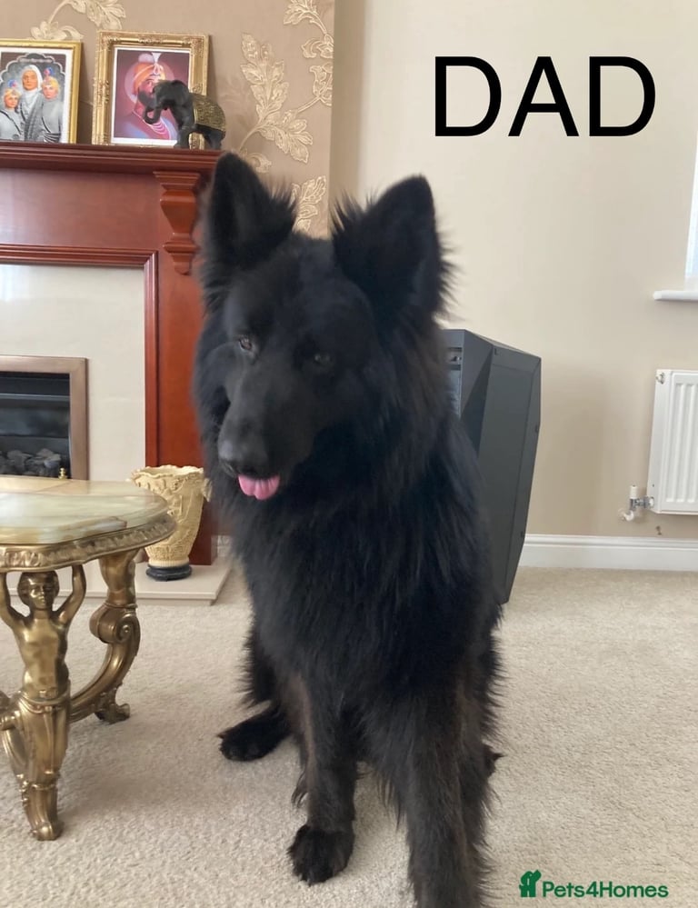 *READY* RARE BLUE/BLACK KC REG GSD PUPS 💙 🐾