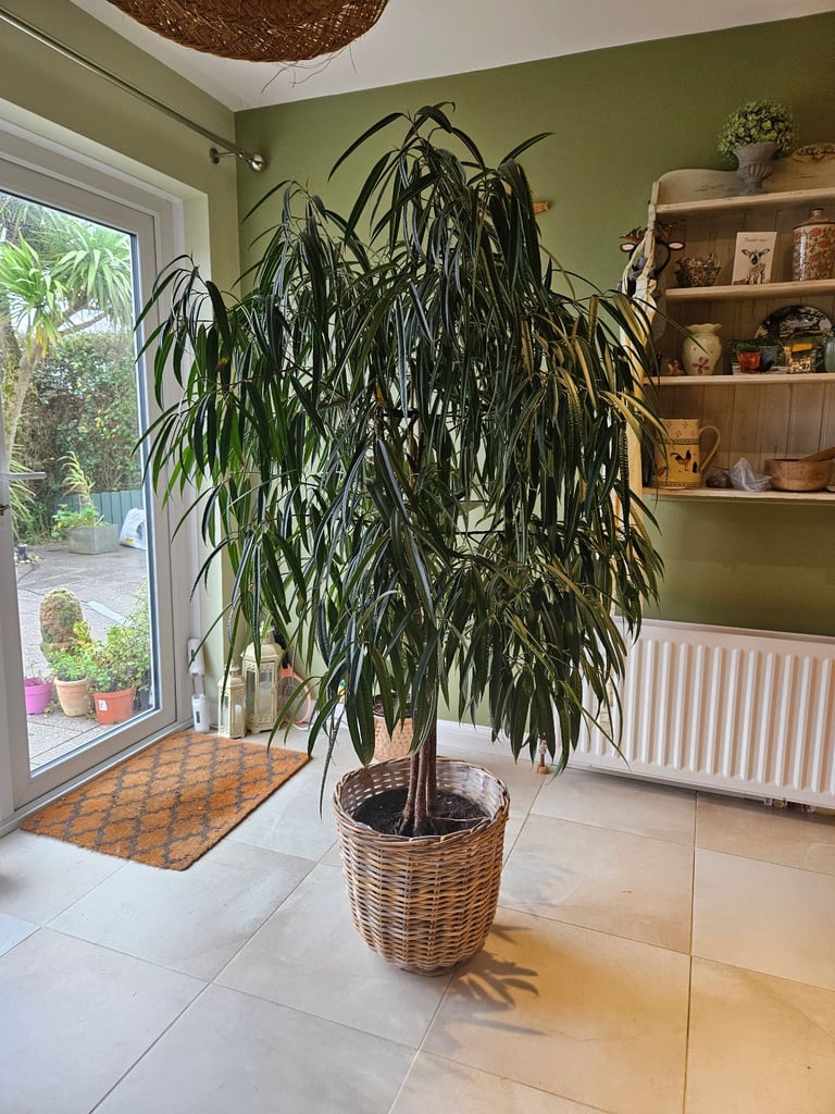 image for Large indoor plant