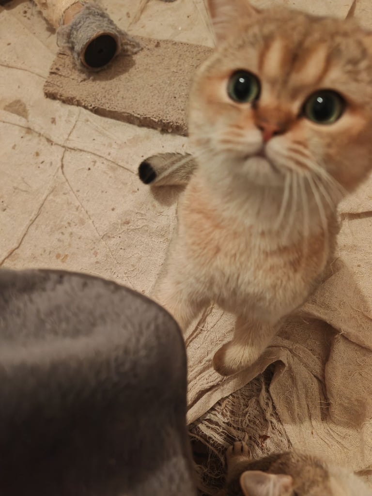 Beautiful British Shorthair Ex-stud pure bred looking for looking forever home 