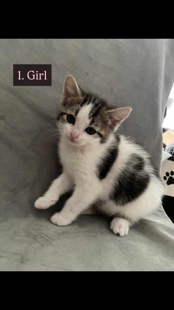 image for 4 beautiful kittens for sale