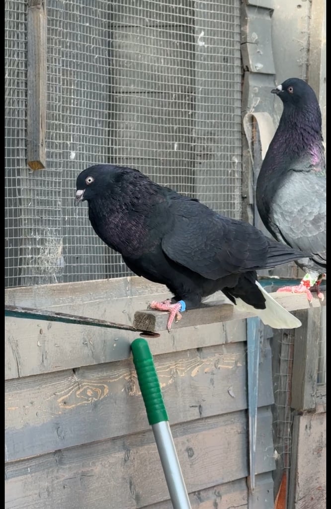 Pet pigeon Gumtree