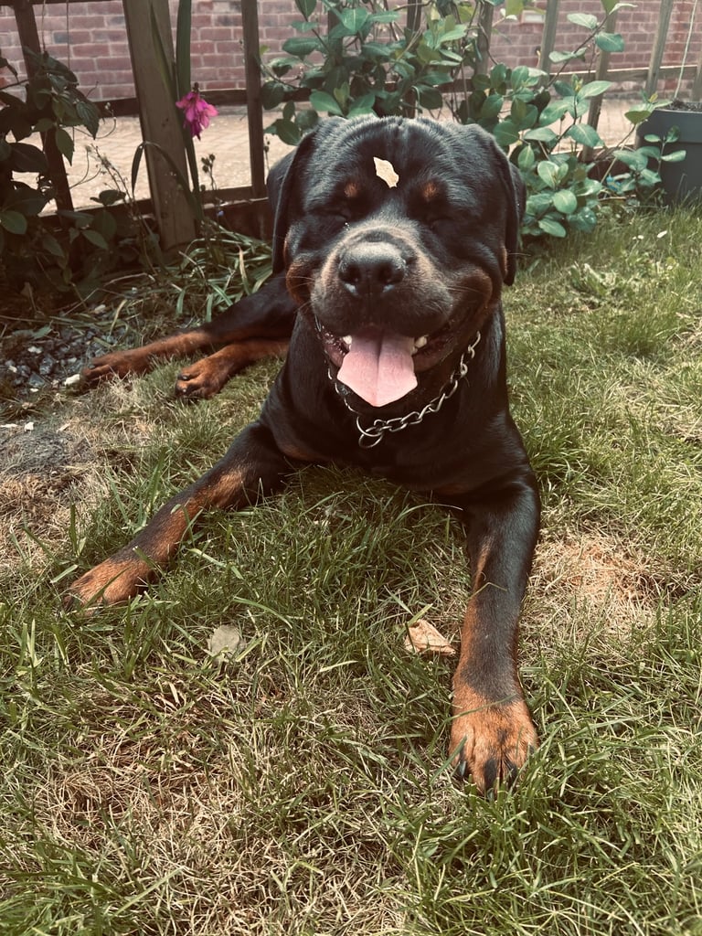 Rusty the Rottweiler 