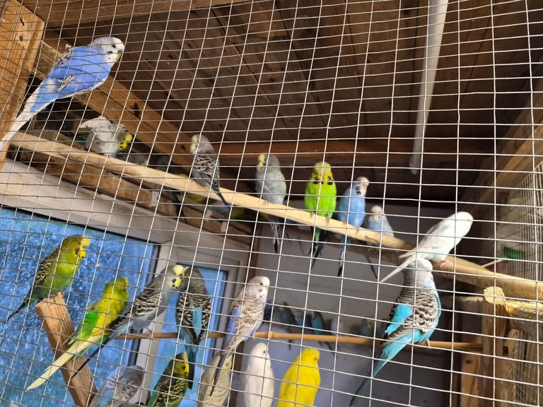 Budgies for sale 