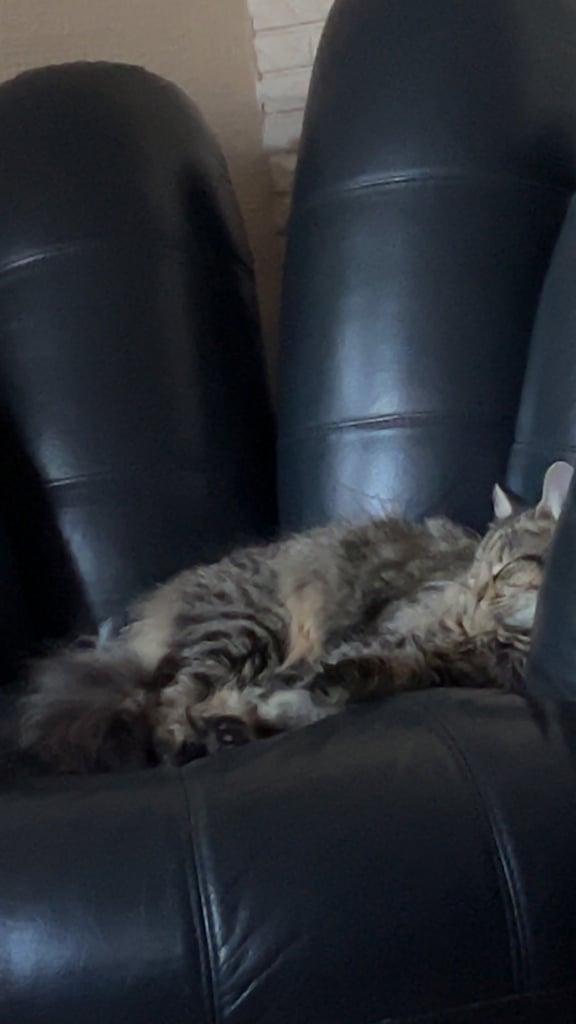 Kitten for sale - Domestic Mixed Breed Longhair Tabbycat 