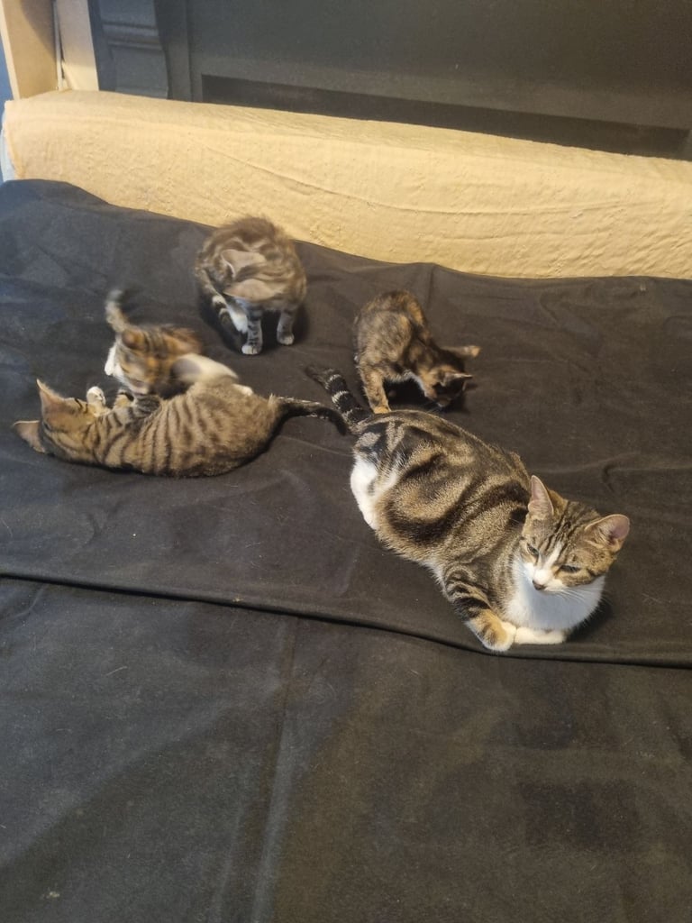 image for 4 kittens