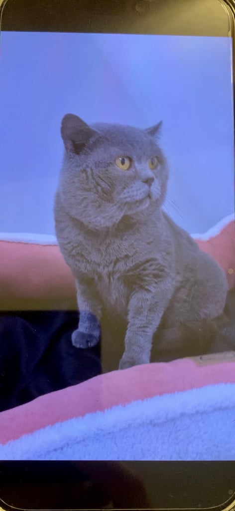 2 female cats and 1 male British shorthair and 1 kitten persian cross British shorthair