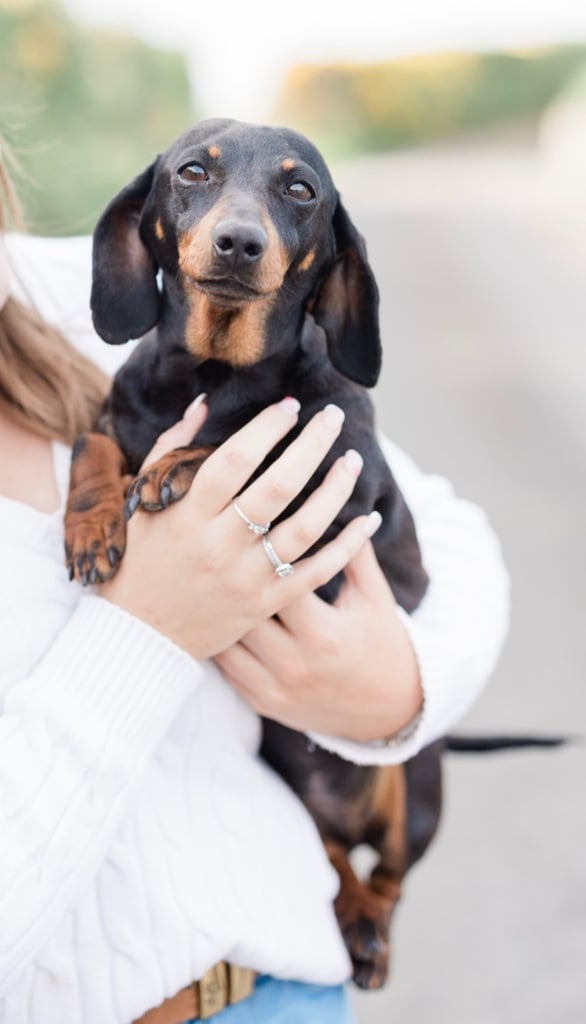 Miniature Dachshund Puppies 