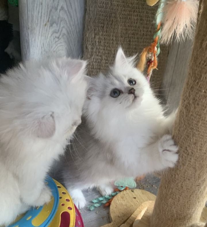 image for BLH kittens 