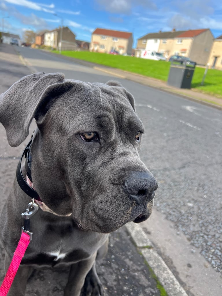 Stunning 7 month old Cane corso 