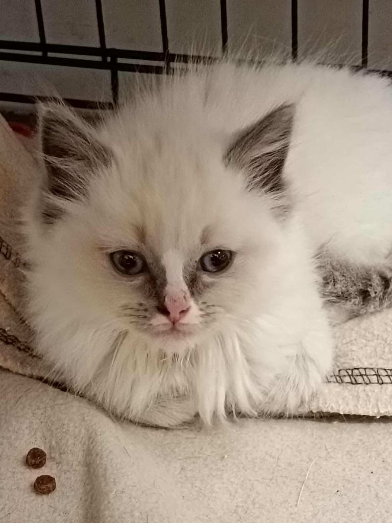 Ragdoll Kittens/ Ragdoll Female/ Ragdoll Male/Bengal Kitten