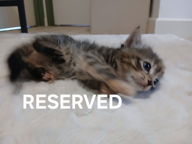  kittens for sale