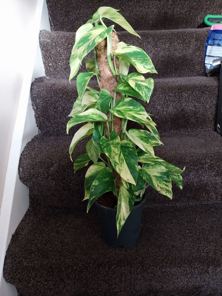 image for Golden pothos (devils ivy)