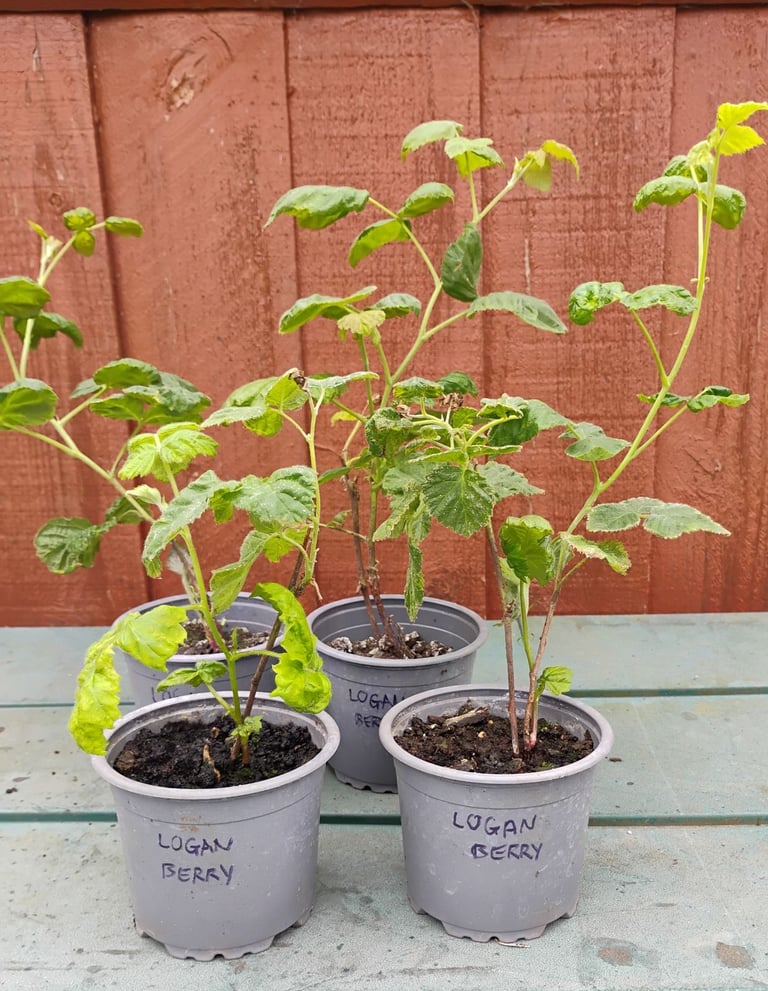 1 x Loganberry Thornless plant in 9cm pot for £8