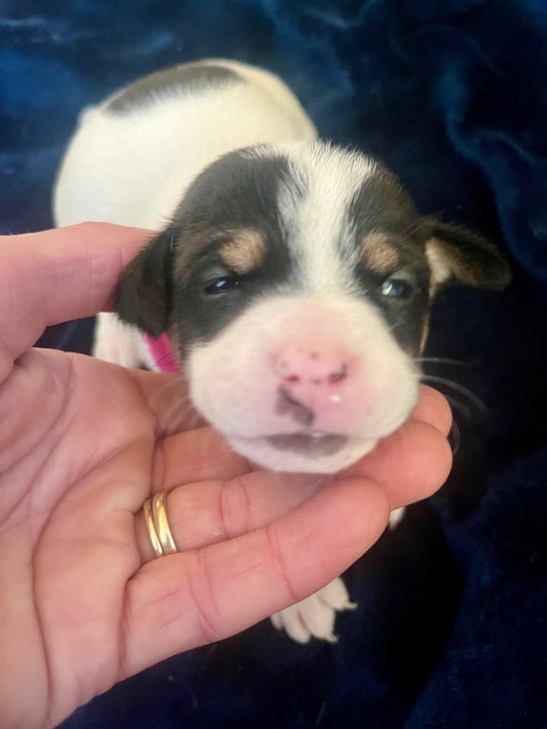 First litter of 7 Jack Russel puppies