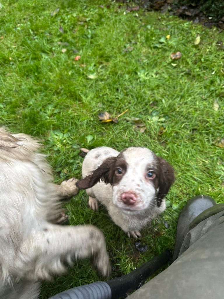 Springer spaniel pups 