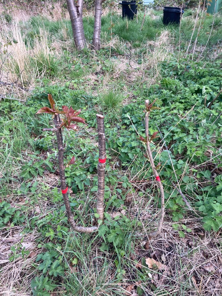 American cherry (Big size cherry) trees (£20 per tree)