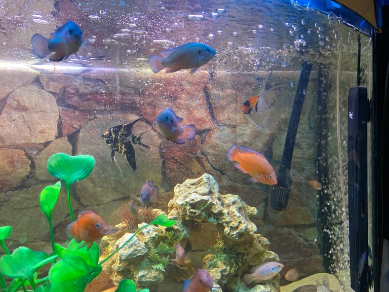 Tanks and fish for sale.