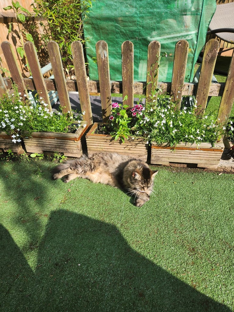 Adult long hair female cat