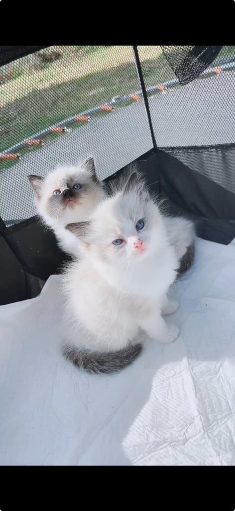 Pure ragdoll kittens  ONLY ONE FEMALE LEFT!!!!PRICE REDUCED!!!!