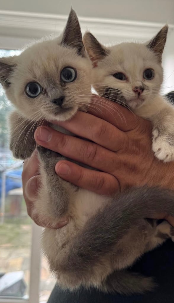 Two Ragdoll Kittens for sale