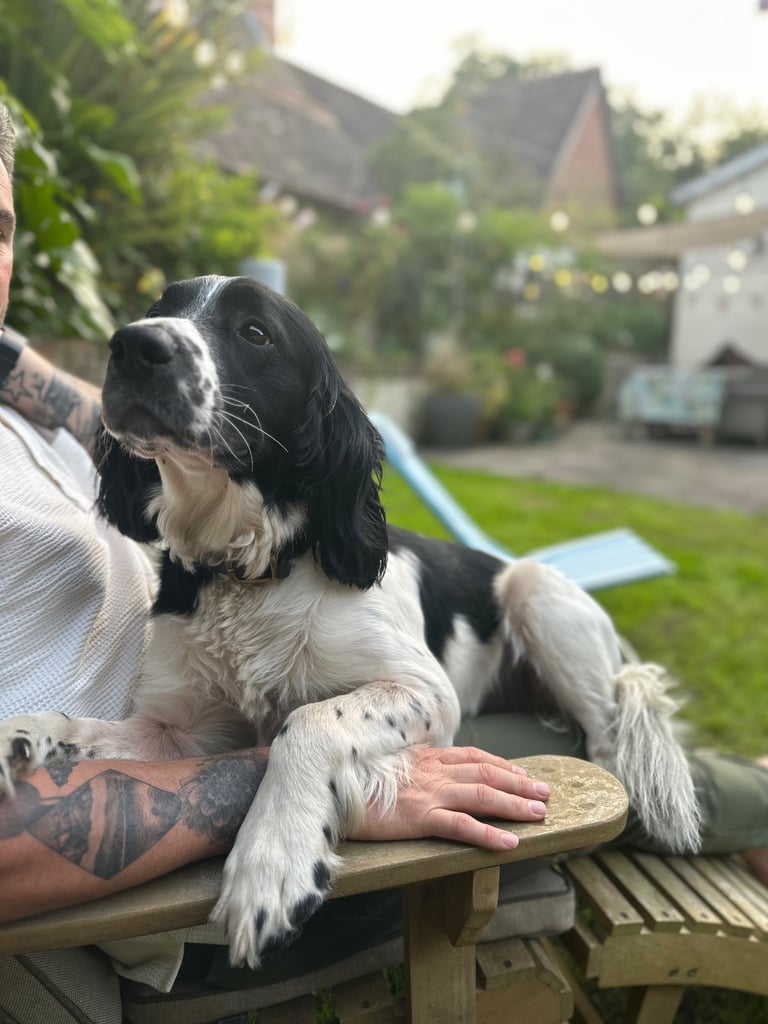 Male English Springer Spaniel 4 YO