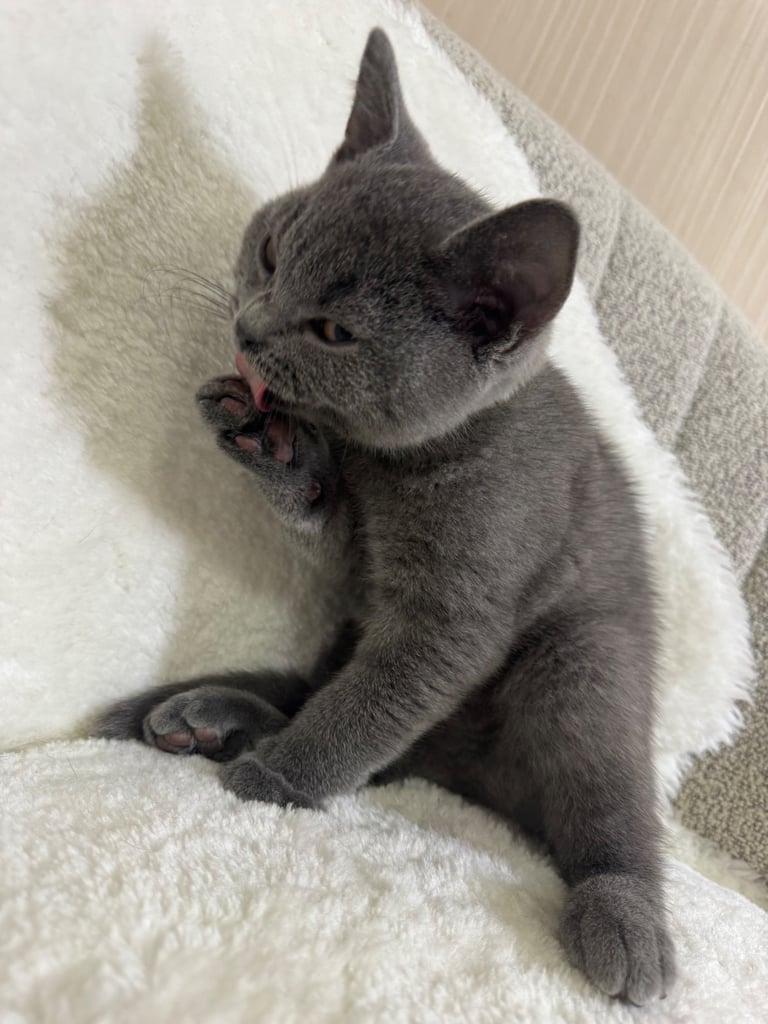  One Beautiful British short hair kitten available