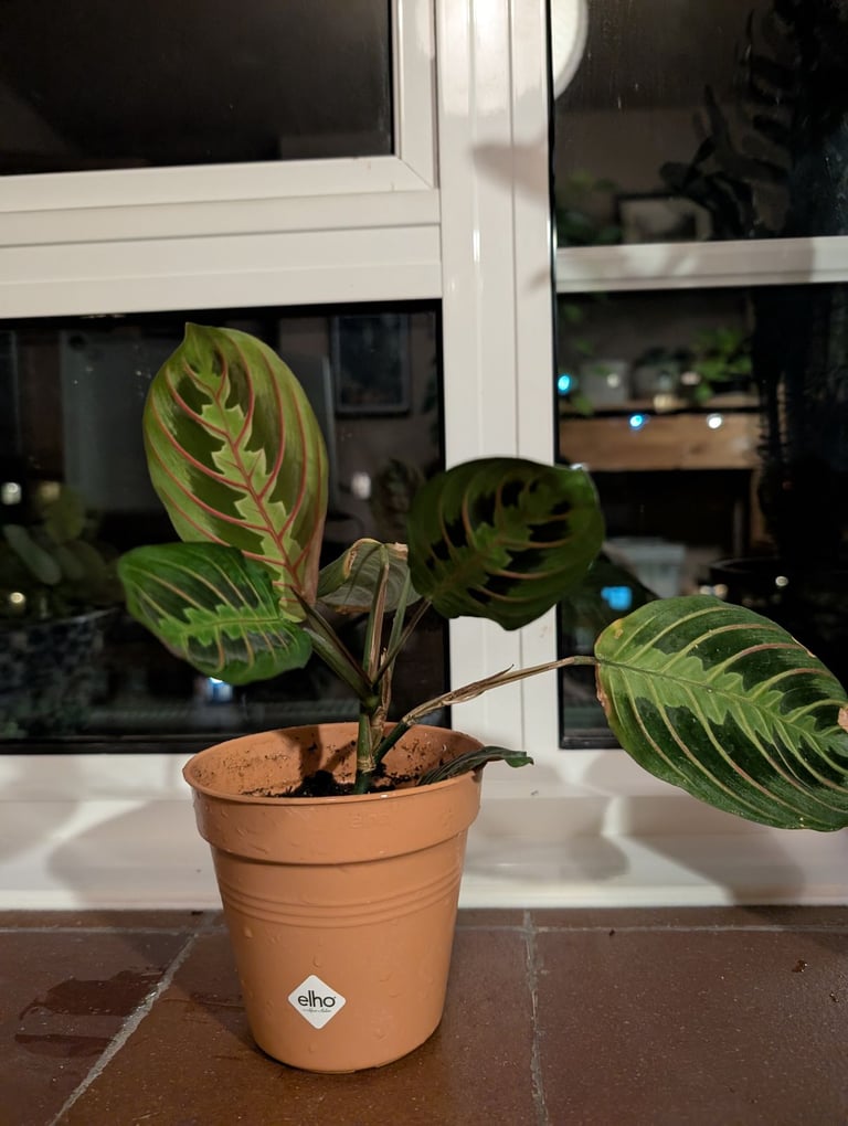 Prayer plant houseplant