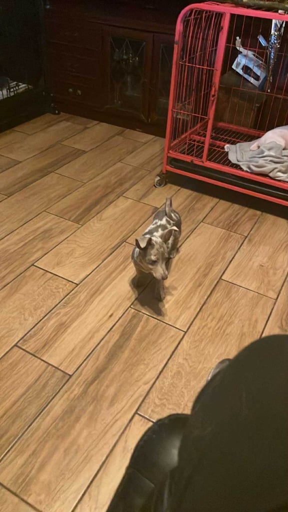 Lilac merle Jack Russell 