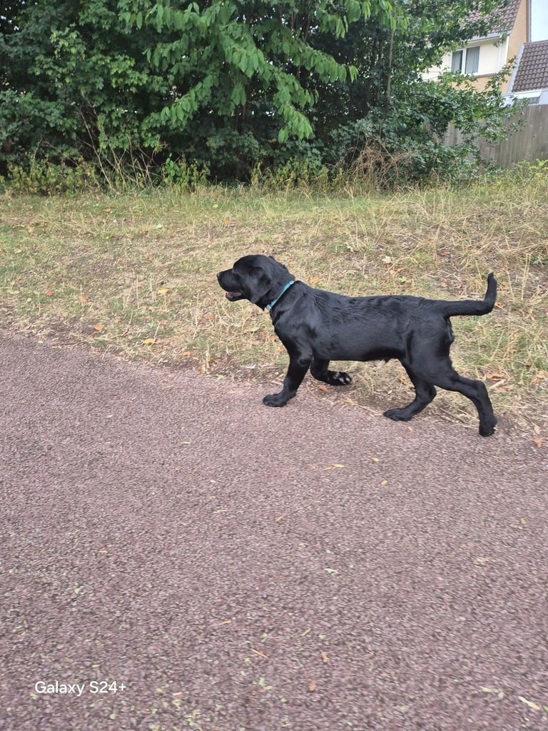 Labrador puppy 