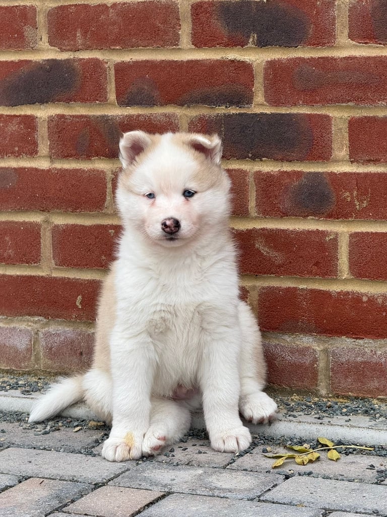 Siberian Husky Puppies for Sal