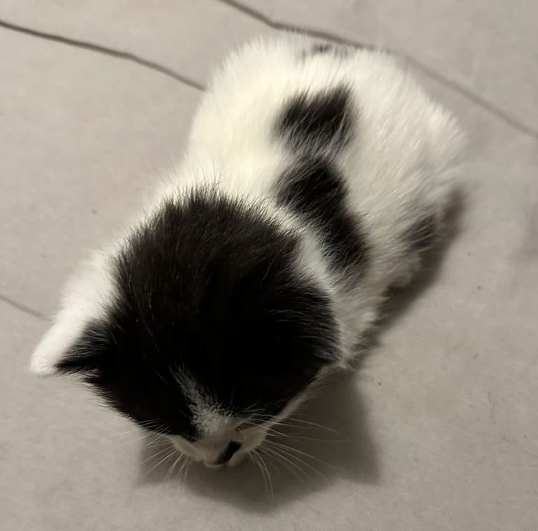 Kittens  mother part rag doll ready november 24th 