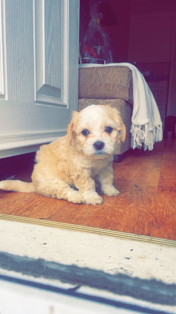 Cotton de tuller x cocker spaniel 
