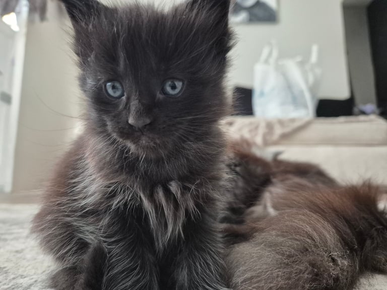 Maine coon kittens