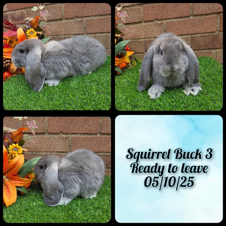 Fully Pedigree French Lops