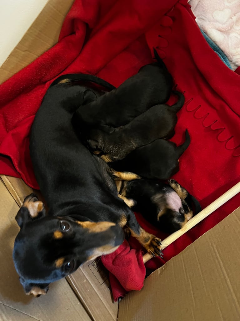 Dachshund mini puppies for sale. 