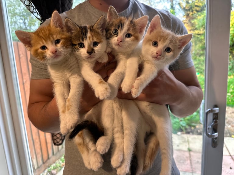 8 WEEK OLD KITTENS – READY TO GO NOW 🐾