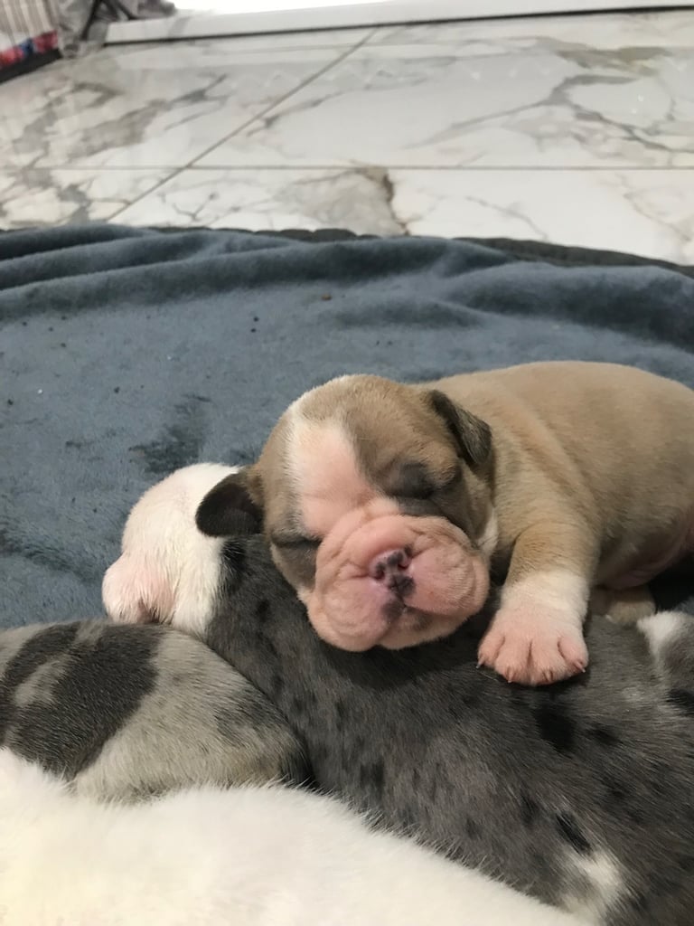 Minibull bulldog puppies 