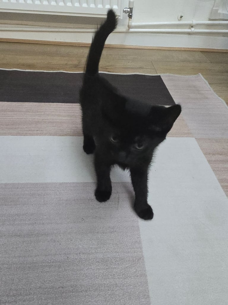 2 Girl Kittens For Sale 