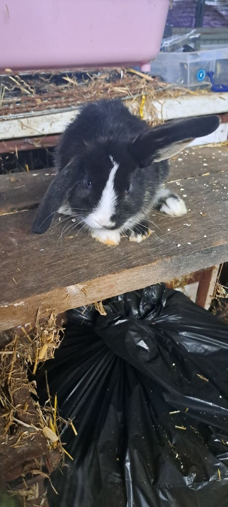 Baby mini lop bunnies 