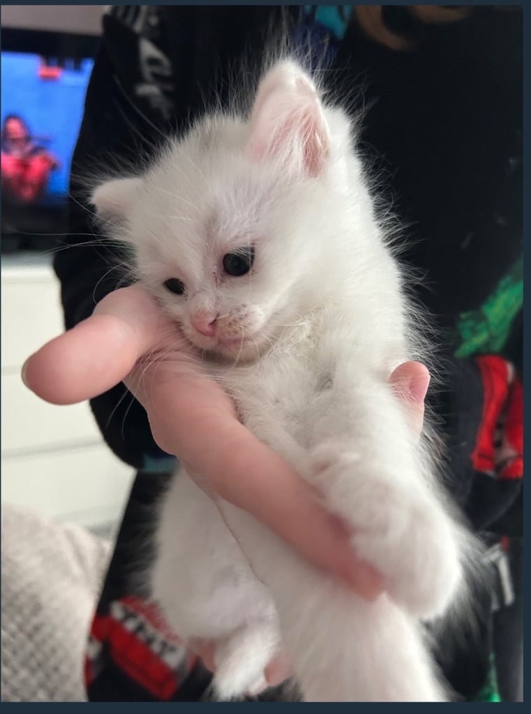 White Kitten 2 months old 