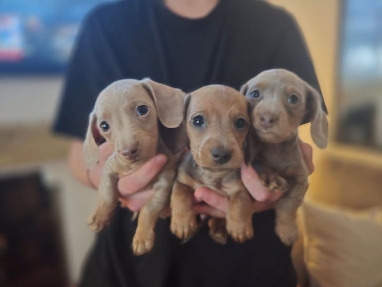 Daschund puppies