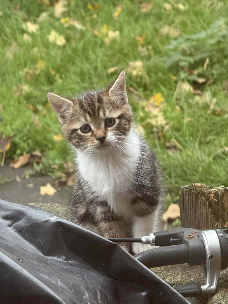image for Kittens 8 weeks old