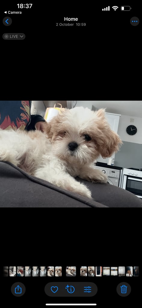 4 month old Shih Tzu