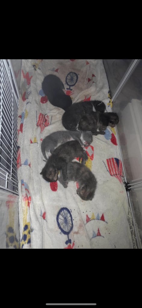 5 Beautiful Rare Kittens for Sale in Sheffield