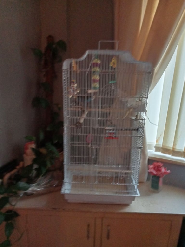 image for Pet baby budgie..